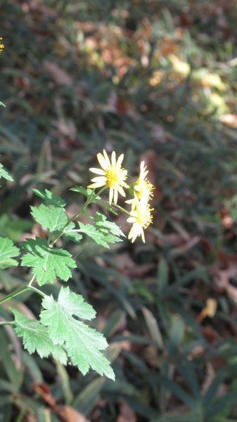 この黄色い小さな花の名前わかりますでしょうか 野菊かと思う 園芸相談q A みんなの趣味の園芸