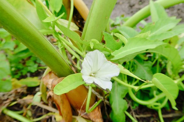 白いラッパ型の花です 1枚目の写真はサトイモにからみついて 園芸相談q A みんなの趣味の園芸