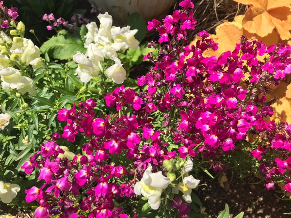 こちらの花の名前おわかりになりますでしょうか 中央の紫の花 園芸相談q A みんなの趣味の園芸