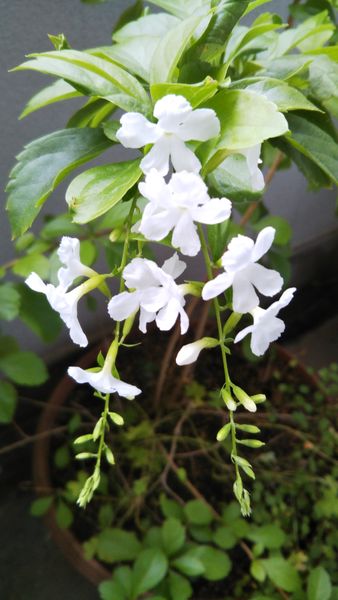 年中葉っぱだけですが 今の時期 白の小さい花が垂れ下がる様 園芸相談q A みんなの趣味の園芸