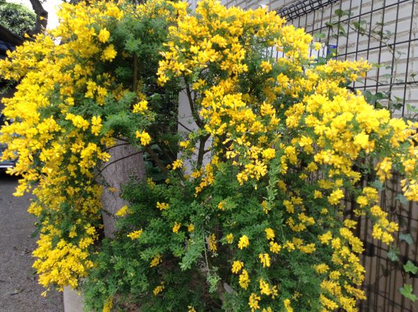 この花木はなんというのでしょうか 春に黄色い花を咲かせます 園芸相談q A みんなの趣味の園芸