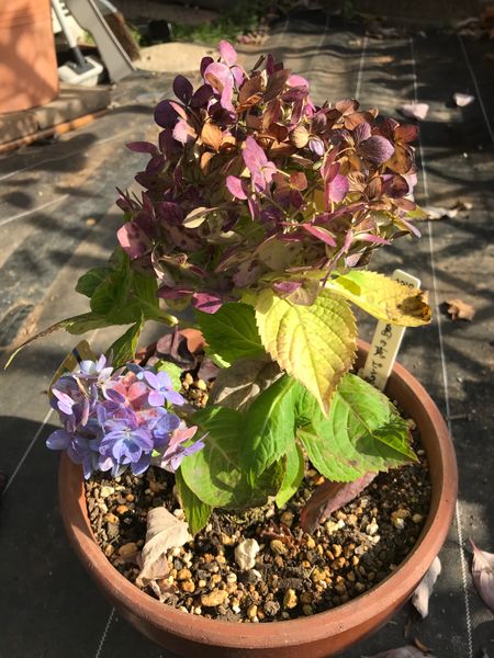 今年 初めて四季咲き紫陽花 霧島の恵 を購入しました 秋色 園芸相談q A みんなの趣味の園芸