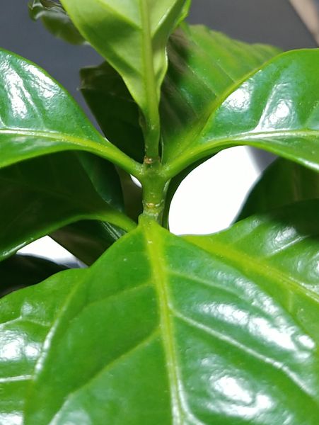 コーヒーの木の病害虫について 写真の通り コーヒーの木の茎 園芸相談q A みんなの趣味の園芸
