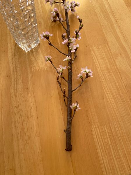 お正月に買った桜なのですが 挿し木をしたいとおもいます ウ 園芸相談q A みんなの趣味の園芸