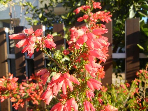 名前を教えてください 写真の様な小さなカップ状の赤い花をつ 園芸相談q A みんなの趣味の園芸