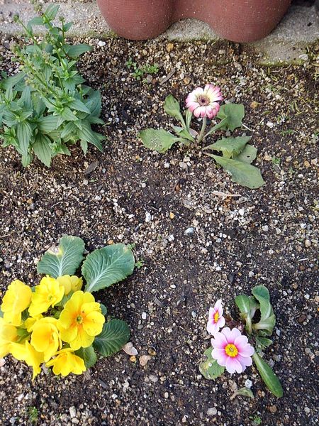 ガーベラ ジュリアンの苗が2週間前の寒波で凍結して葉が痛み 園芸相談q A みんなの趣味の園芸
