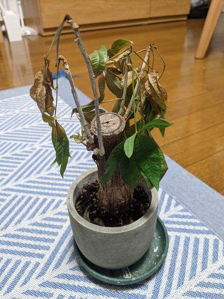 パキラが枯れそうです 去年の夏頃 ホームセンターで購入しま 園芸相談q A みんなの趣味の園芸