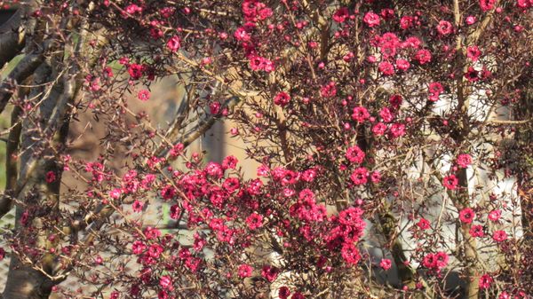 冬の間ズ っと咲き続けている低木 小さ目の銅葉に濃い紫の花 園芸相談q A みんなの趣味の園芸