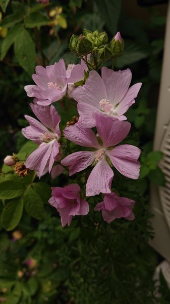 頂き物の花です アオイ系のジャコウアオイでしょうか 透明感 園芸相談q A みんなの趣味の園芸