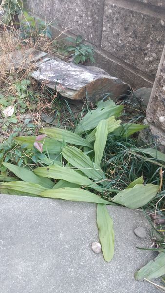 写真の細長い葉 薄い緑の大きな葉 の植物の名前を教えてくださ 園芸相談q A みんなの趣味の園芸