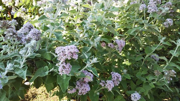名前を教えてください 横浜の庭園で６月に咲いていた花です 園芸相談q A みんなの趣味の園芸