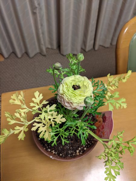 ラナンキュラスの鉢植えを買いました 1番花2番花が終わり 3番 園芸相談q A みんなの趣味の園芸