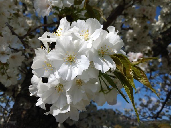 桜だと思いますが いろいろ調べても名前が分かりません 知っ 園芸相談q A みんなの趣味の園芸
