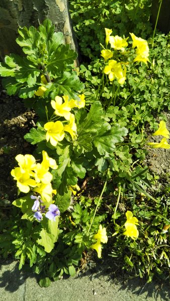 この黄色い花の名前を教えてください 街路樹の下に植えられて 園芸相談q A みんなの趣味の園芸
