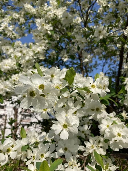 毎年 桜の咲く頃に近所のお庭に白い花の咲く木があります 真 園芸相談q A みんなの趣味の園芸