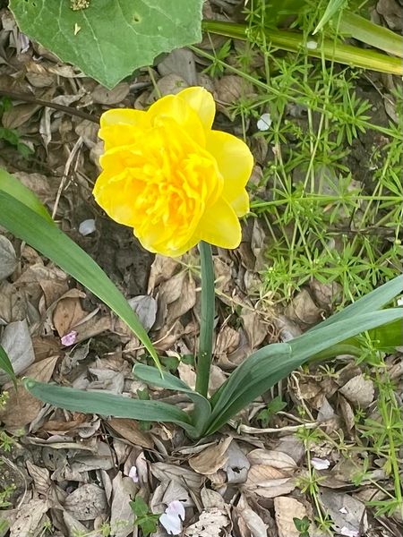 4月上旬 名古屋市にある沿道でこちらの黄色い花を見かけました 園芸相談q A みんなの趣味の園芸