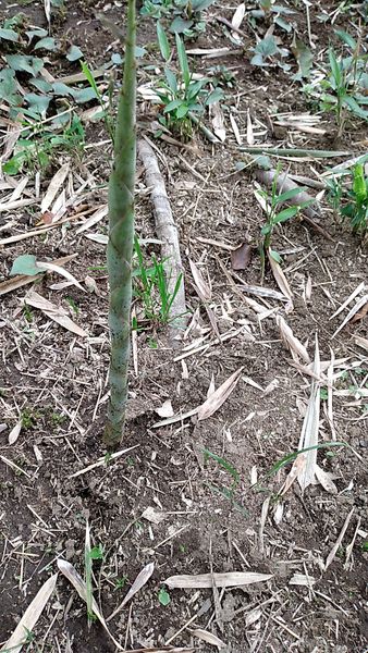 竹やぶがあり 今の時期たけのこが生えてきます 写真のような 園芸相談q A みんなの趣味の園芸