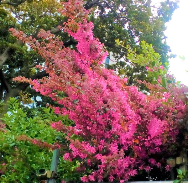 横浜へ行った際 とある公園の前に咲いていたピンク色の花です 園芸相談q A みんなの趣味の園芸