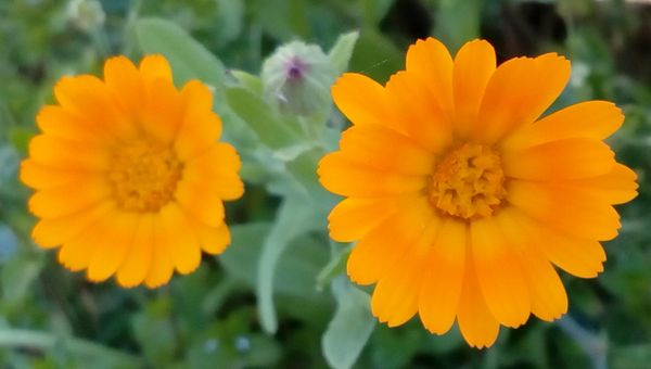 府道沿いの花壇に咲いていたオレンジ色の小さな花の名前を教え 園芸相談q A みんなの趣味の園芸