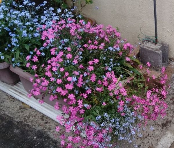 散歩していたらピンクの小さな花がとてもきれいに咲いてました 園芸相談q A みんなの趣味の園芸