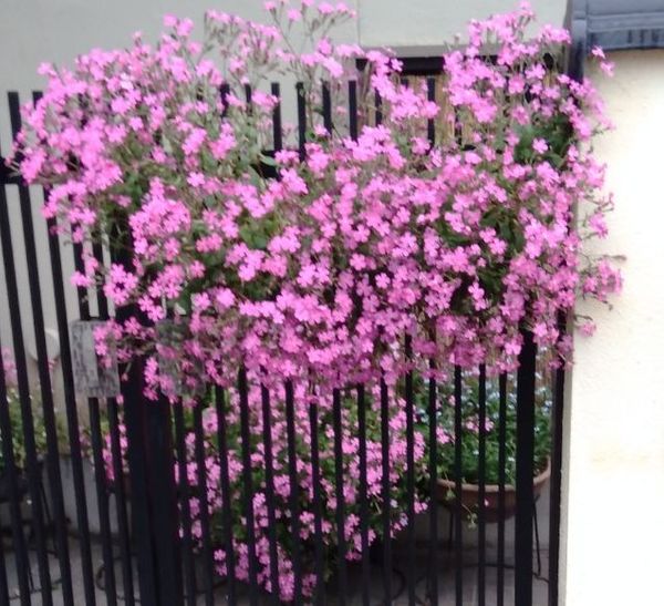 散歩していたらピンクの小さな花がとてもきれいに咲いてました 園芸相談q A みんなの趣味の園芸