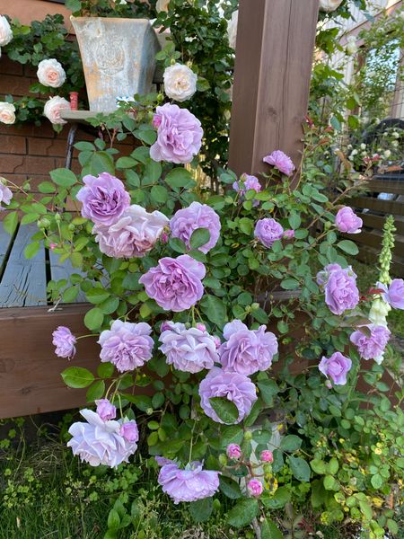 バラの名前を教えて下さい 数年前に地植えした紫色のバラです 園芸相談q A みんなの趣味の園芸