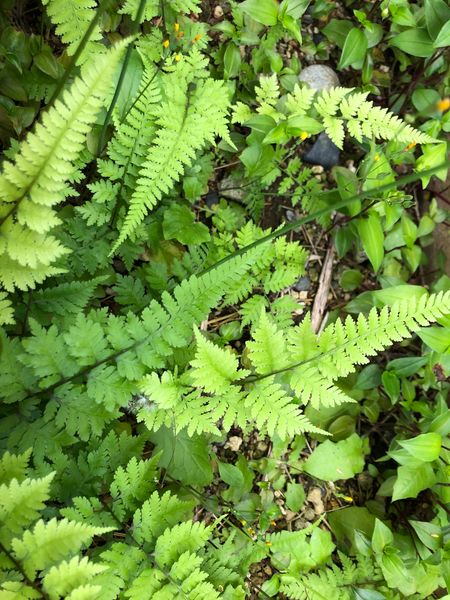 庭の日陰に生えているシダ植物なのですが なんて名前かわかり 園芸相談q A みんなの趣味の園芸