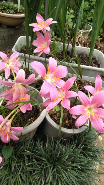 この所急にお花が立ち上がって綺麗なピンクの花がいきなり咲く 園芸相談q A みんなの趣味の園芸