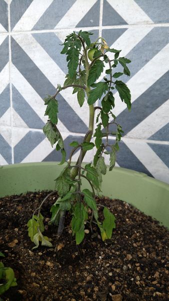 2週間ほど前に植え替えたミニトマトが 日に日に元気をなくして 園芸相談q A みんなの趣味の園芸