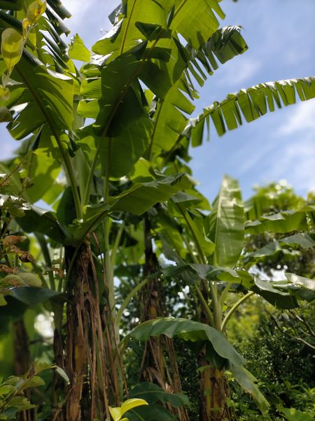 こんにちは 宜しくお願いします 新潟でバナナの苗を露地に定 園芸相談q A みんなの趣味の園芸
