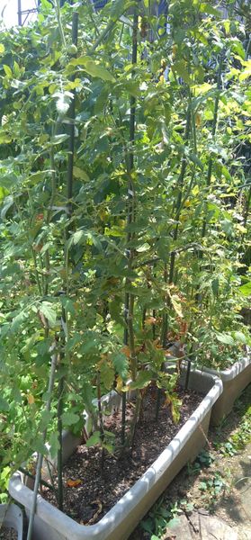 5月31日にトマトの苗をプランターの角に2個対称を植えてその間 園芸相談q A みんなの趣味の園芸