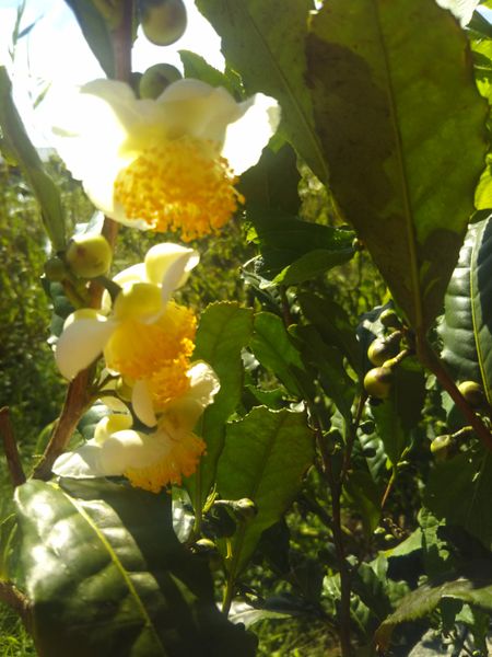 母が年30年前に植えたチャノキ お茶の木 があるのですが 剪 園芸相談q A みんなの趣味の園芸