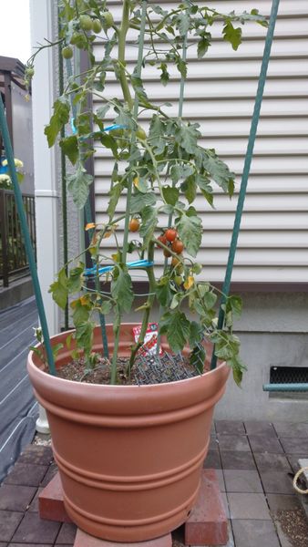 トマトの枯れについて 頂いたミニトマトの苗を育てています 園芸相談q A みんなの趣味の園芸
