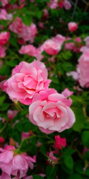 ウチにある名前の分からない 薔薇の名前が知りたいです かな 園芸相談q A みんなの趣味の園芸