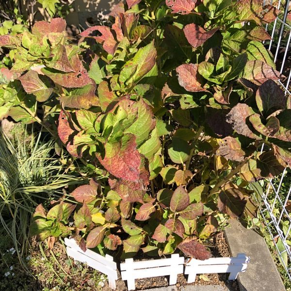 今年購入した鉢植えのアジサイです 葉に黒い斑点が出てきまし 園芸相談q A みんなの趣味の園芸