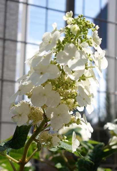 白い花が咲きました 色が変わる紫陽花 そだレポ みんなの趣味の園芸