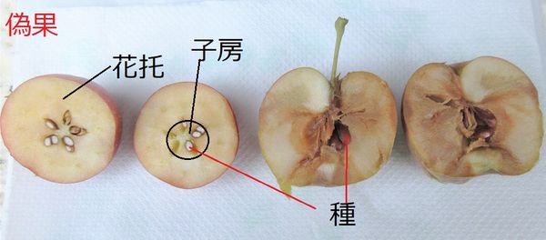 リンゴ果実の構造 りんご アルプスの乙女 は 鉢栽培に最適 そだレポ みんなの趣味の園芸