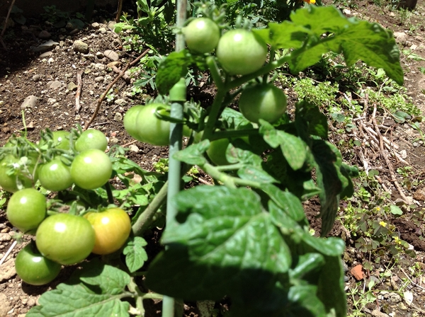 18 6 2 ミニトマト色づく 18 ミニトマトの成長過程 そだレポ みんなの趣味の園芸