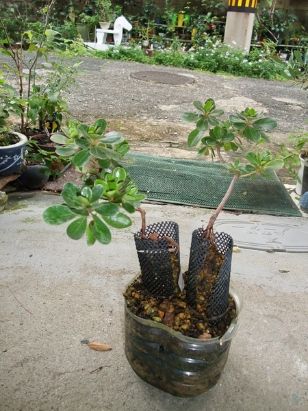 根上りさつきの作り方 01 サツキ盆栽づくり そだレポ みんなの趣味の園芸