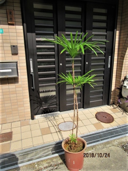 ふたつめは 車庫の中で 観音竹と棕櫚竹 の栽培 そだレポ みんなの趣味の園芸