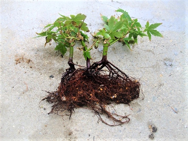 根は 植替えしないと 鉢一杯広がります モミジ の小盆栽づくり そだレポ みんなの趣味の園芸