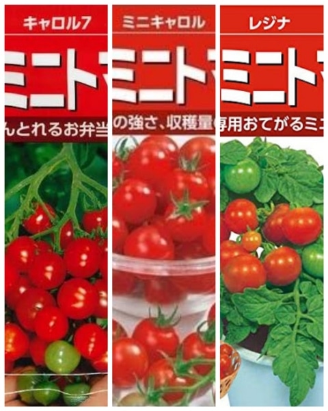 表紙「ミニトマト3種＋1」- そだレポ｜みんなの趣味の園芸