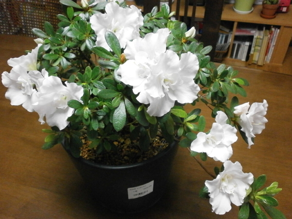 ２月１８日 白いアザレア アザレアをいっぱい咲かせる そだレポ みんなの趣味の園芸