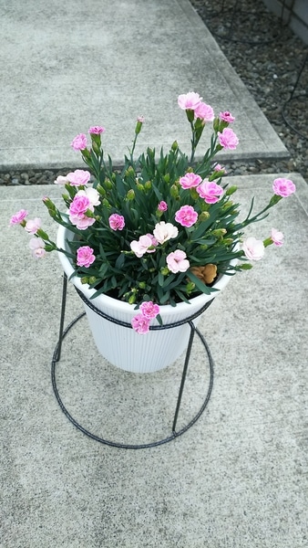 優しいイメージ ミーテ 可愛いピンクのお花がたくさん咲きますように そだレポ みんなの趣味の園芸