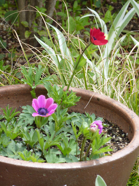 3色開花 初めてのアネモネ フルゲンスを球根から そだレポ みんなの趣味の園芸