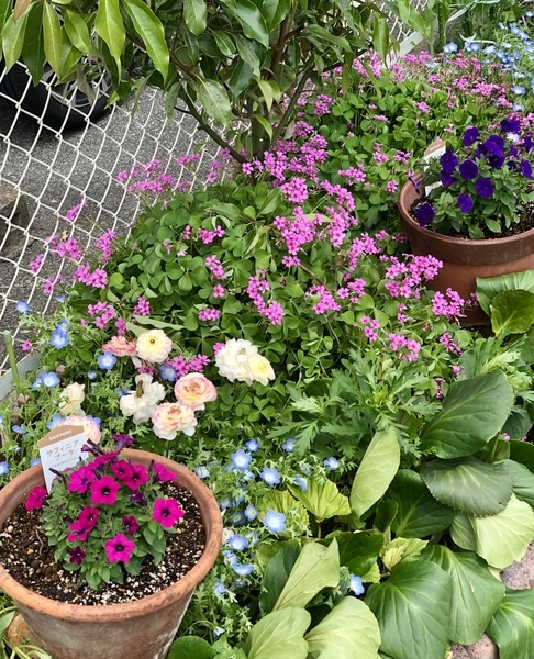 小花のサフィニアもかわいい４ 職場の花壇 花色作戦 そだレポ みんなの趣味の園芸