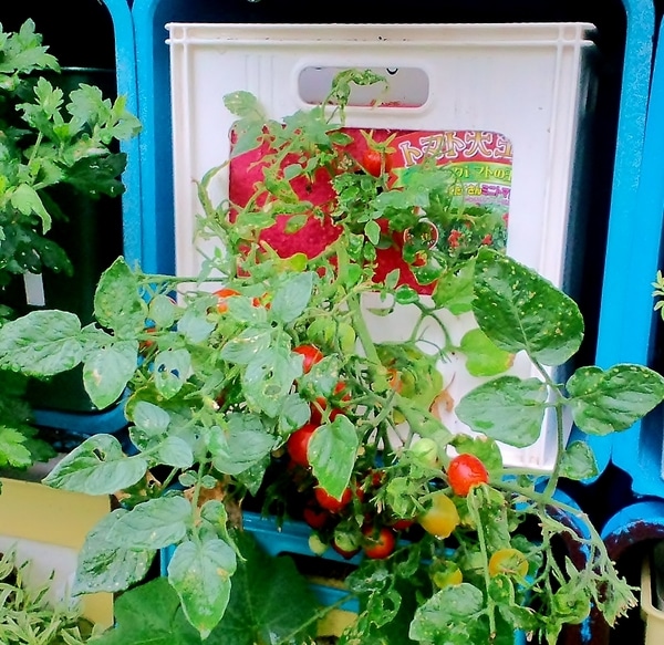 19 6 30 タテニワ 垂直栽培 収納ボックスで大王ミニトマト栽培 終了 そだレポ みんなの趣味の園芸
