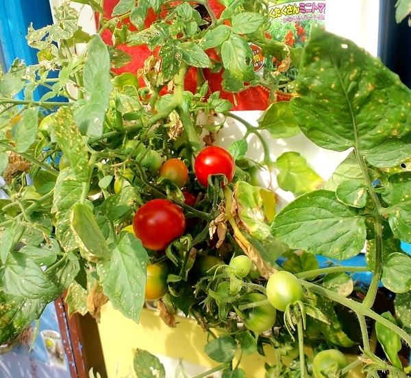19 6 23 赤いミニトマト タテニワ 垂直栽培 収納ボックスで大王ミニトマト栽培 終了 そだレポ みんなの趣味の園芸