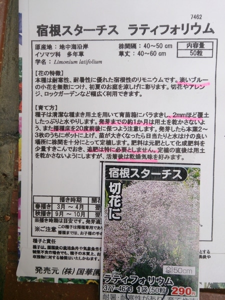 宿根スターチス ラティフォリウム 多年草3種類の栽培に種まきから挑戦 そだレポ みんなの趣味の園芸