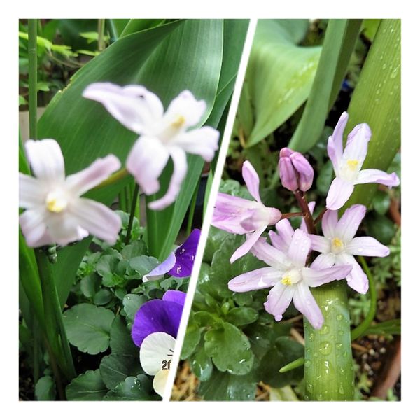 チオノドクサ 球根を育てて春を待つ そだレポ みんなの趣味の園芸